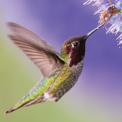 Hummingbird Wake