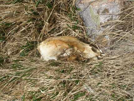 Black bear skull