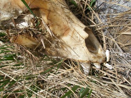 Black bear skull