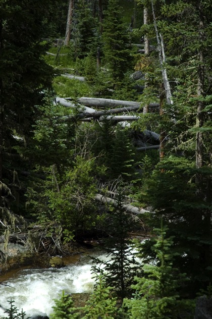 The river and fallen trees