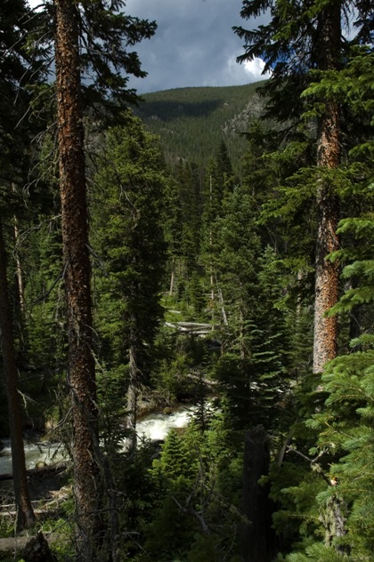 The river and fallen trees