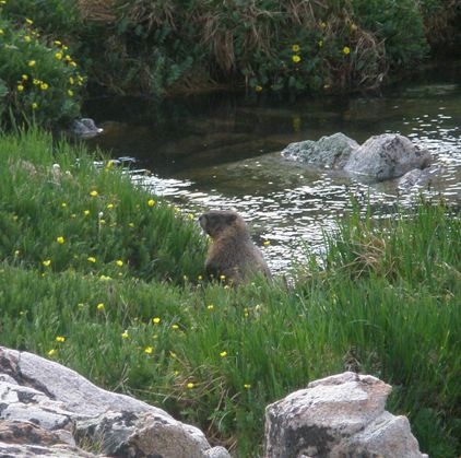 A nice little marmot