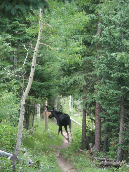 Near Boundary Creek campsite