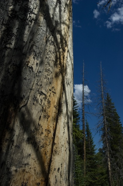 Trees above Big Thompson