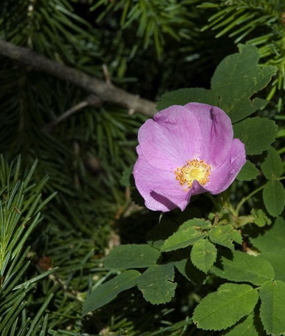 Wildflowers