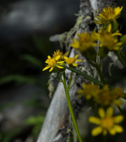 Wildflowers