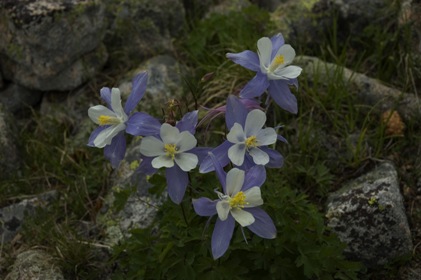 Wildflowers