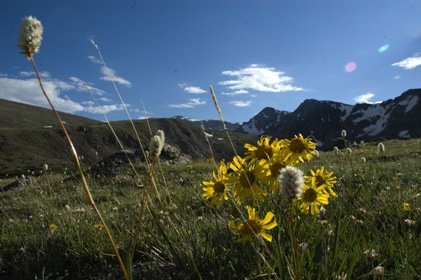 Wildflowers