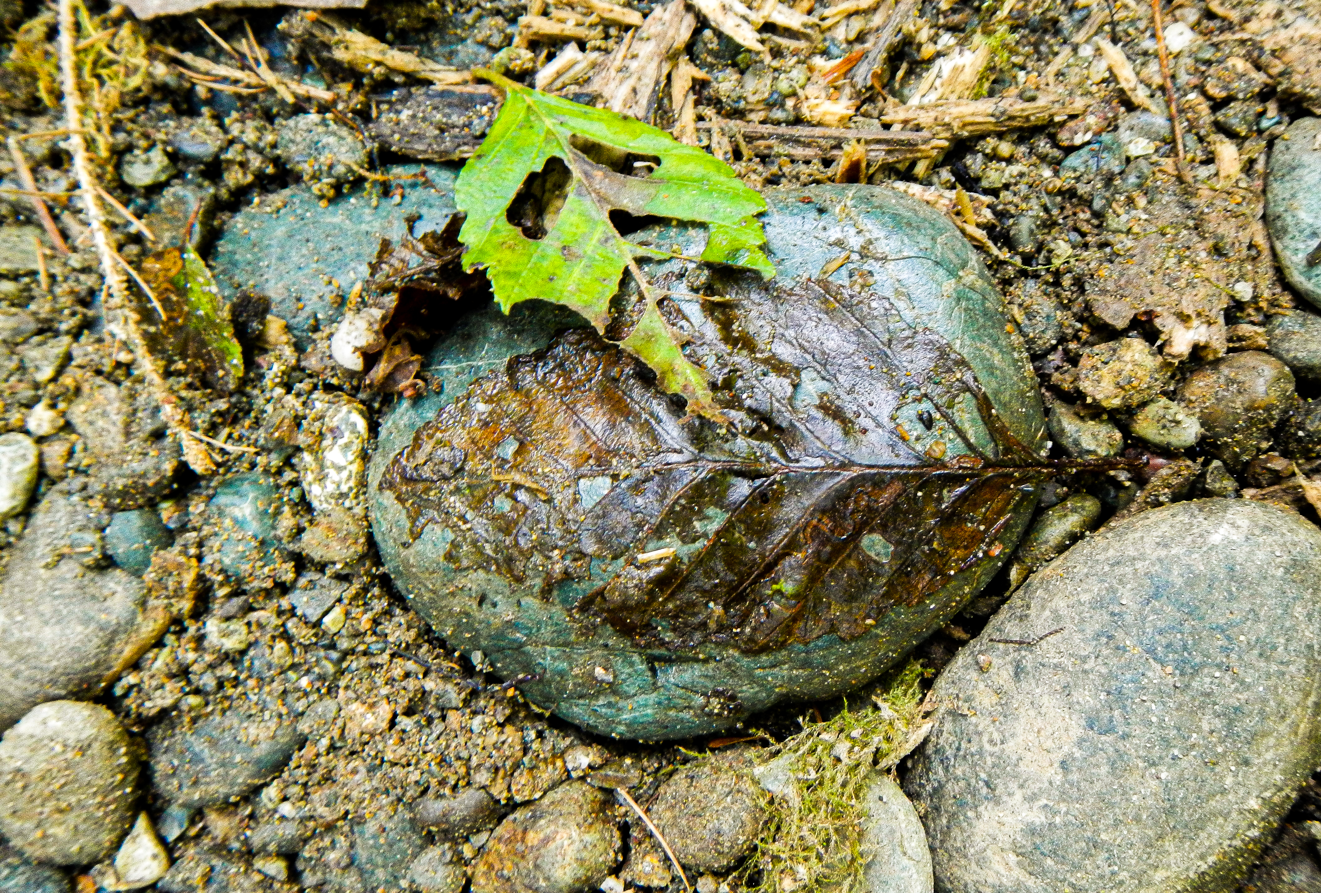 a leaf decaying on a rock with other minerals and organic matter in the scene