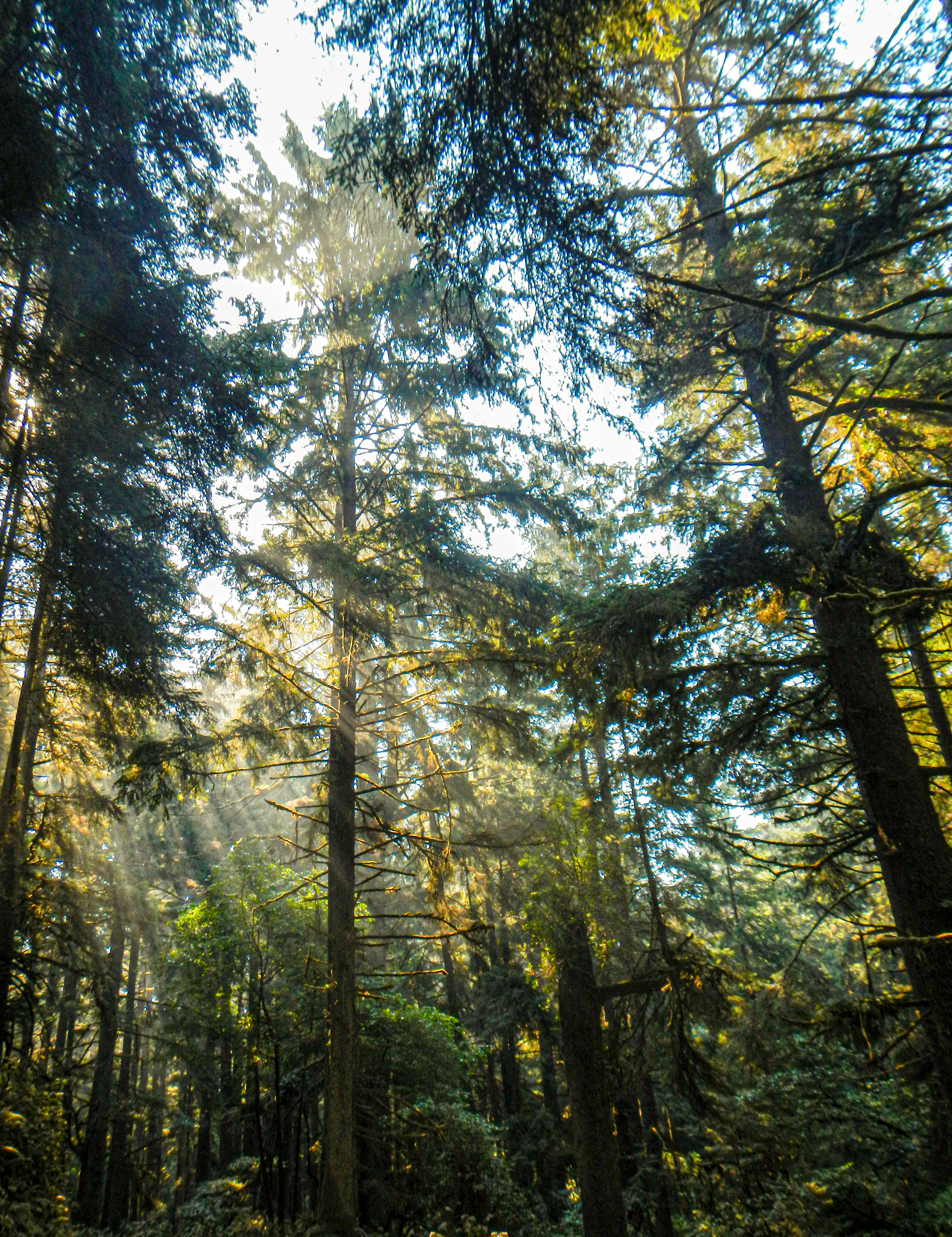 Beams of light illuminating the redwood forest from behind.