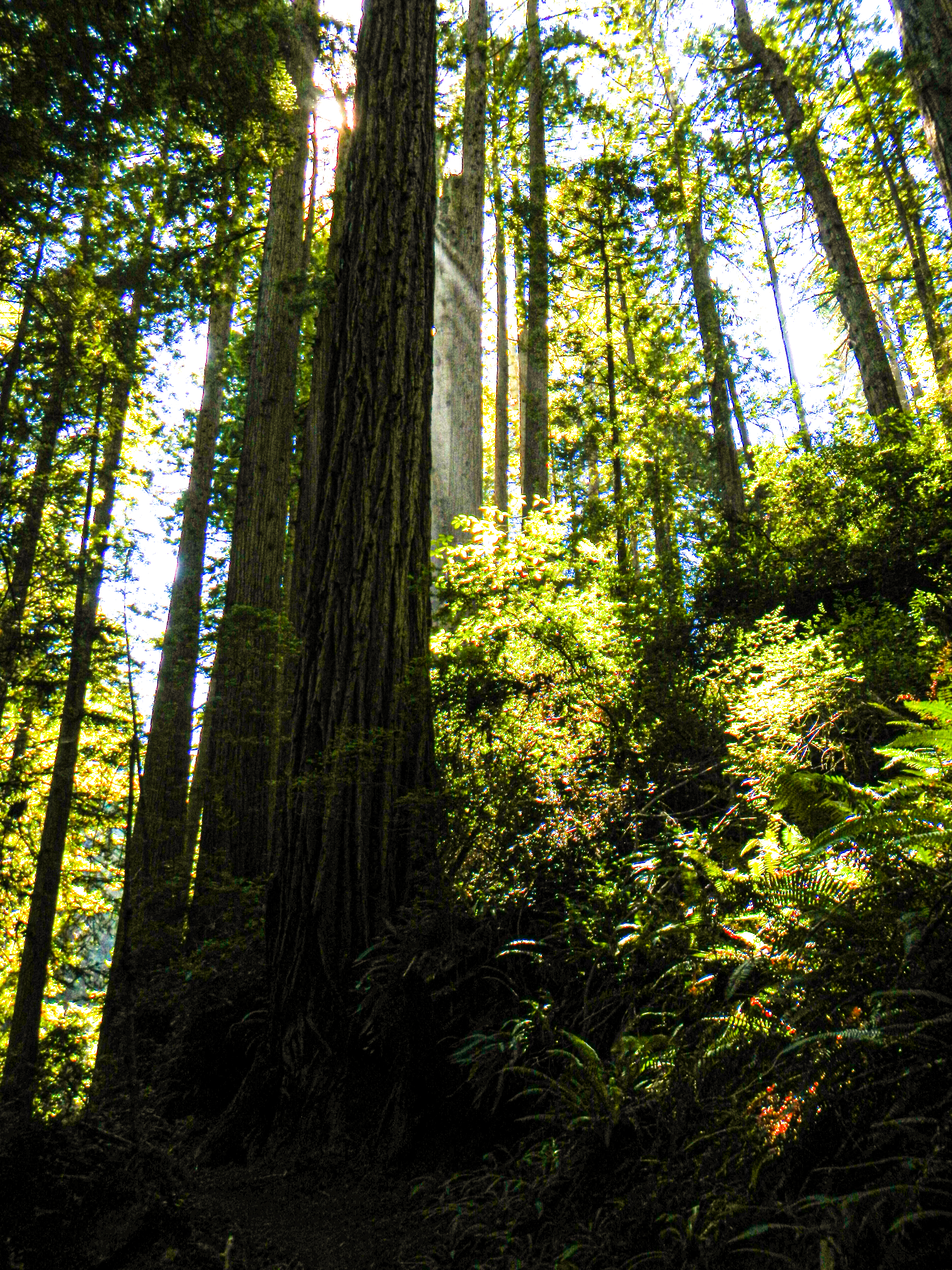 A view looking up at redwood trees from underneath with several tall spires in the foreground and light illuminating red blossoms on verdant bushes.