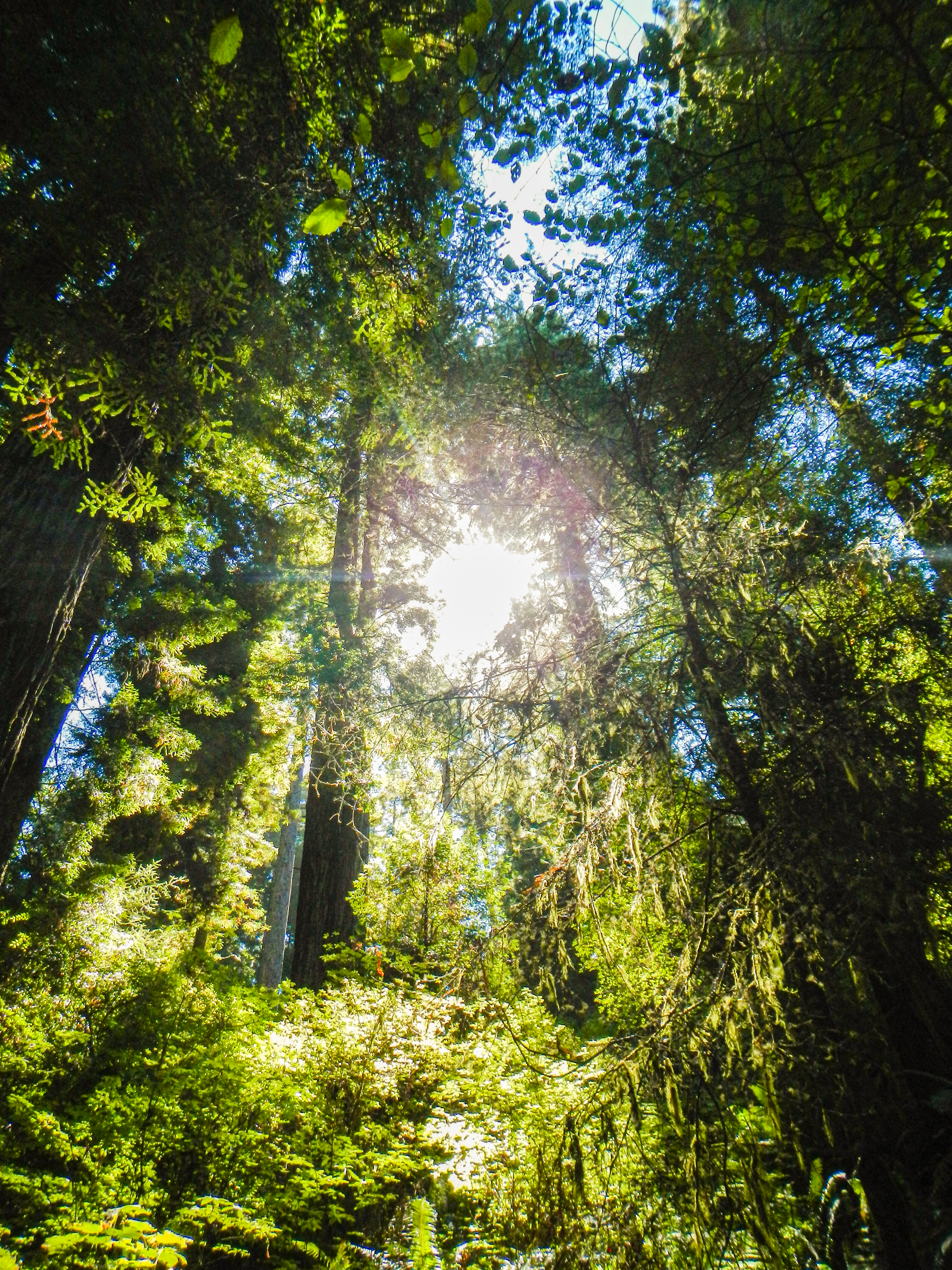 Rays of sunlight tracing details of redwood pillars and giving glow to leaves and hanging moss.