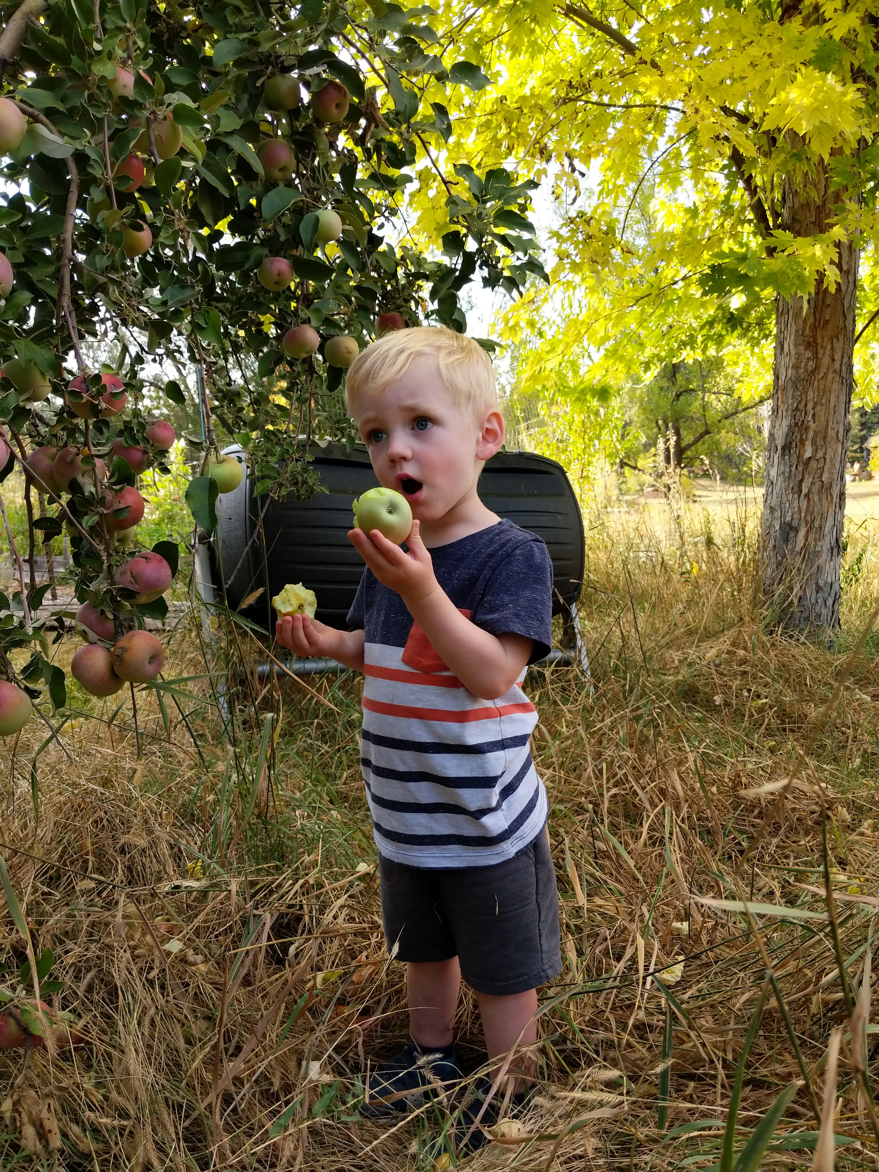 Owen eating an apple